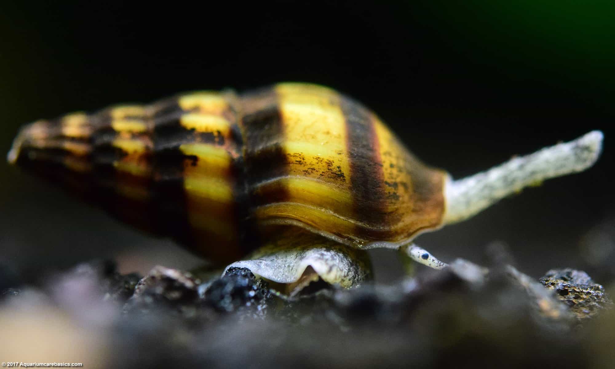 Assassin Snail