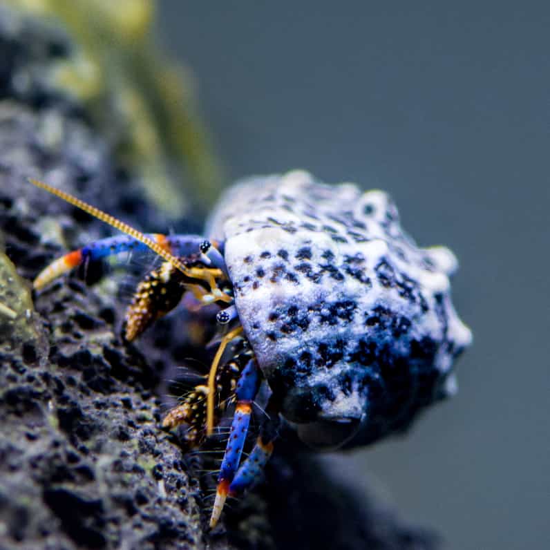 Dwarf Blue Hermit Crab