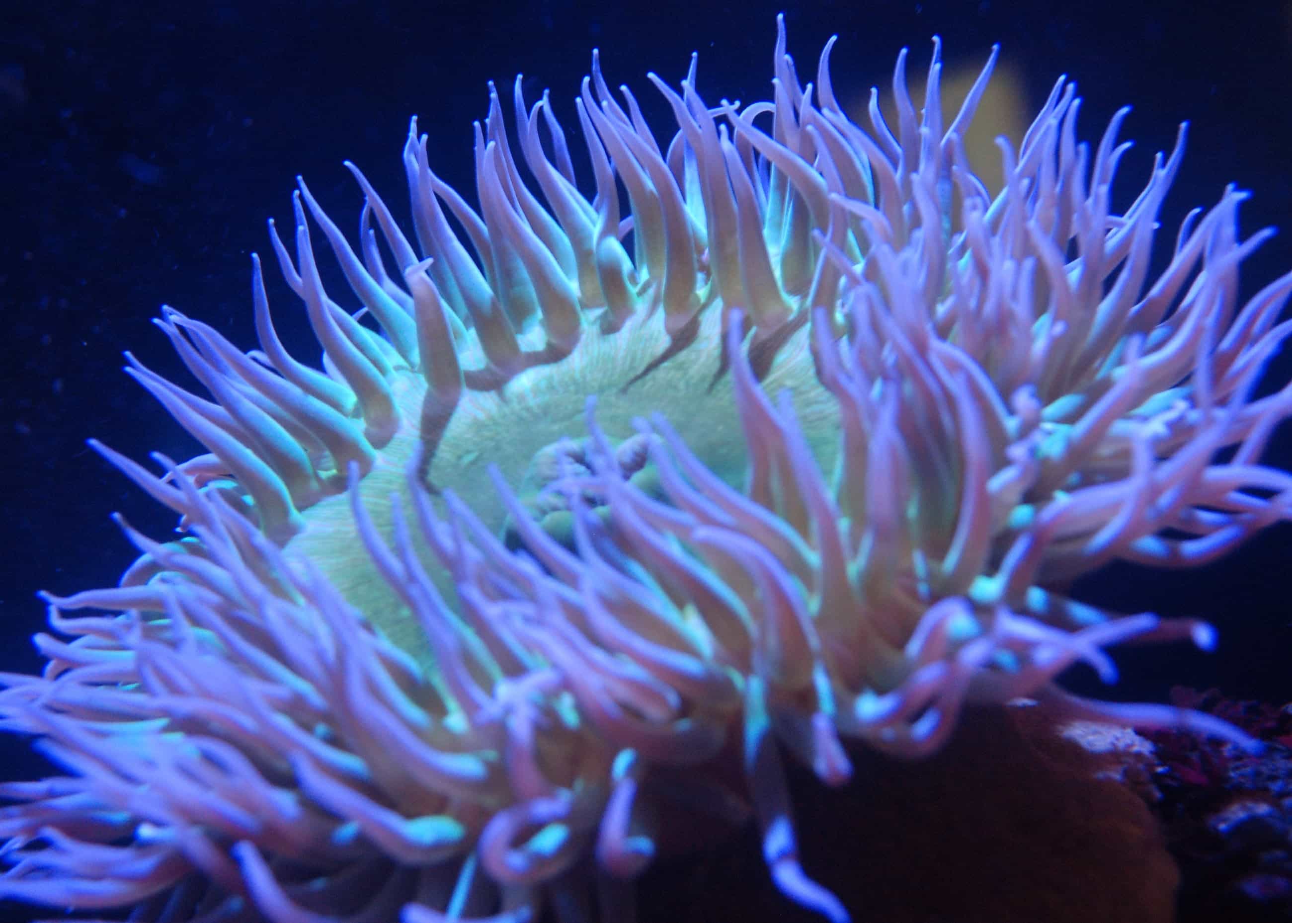 Rainbow Bubble Tip Anemone